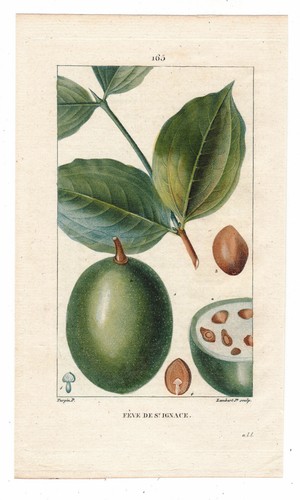 Planche botanique xix fève - xix,