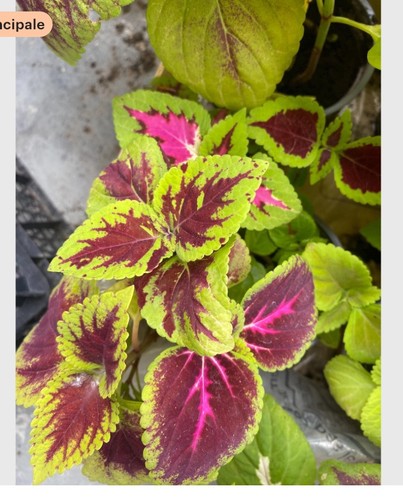 Bouture coleus rose 1 - coleus,