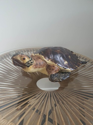 Tortue réaliste kare design - tortue,