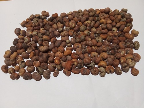 200 graines baobab bio - de,