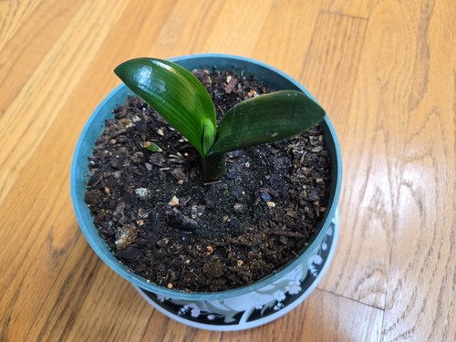 Clivia miniata plant - miniata, 2