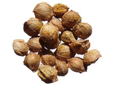 Houblon - Lupulus sonore - Houblon - SEM05