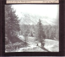 MONTGENEVE - PLAQUE PHOTO VERRE 10 x 8,5 CM FORÊT DE MELEZES MAI 1907