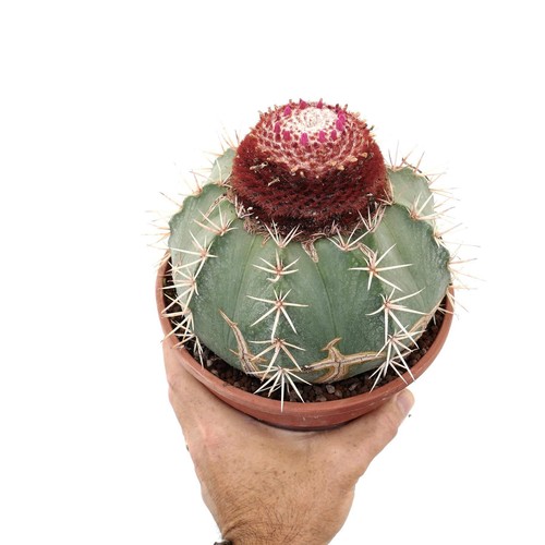 Melocactus shulsianus very - melocactus,