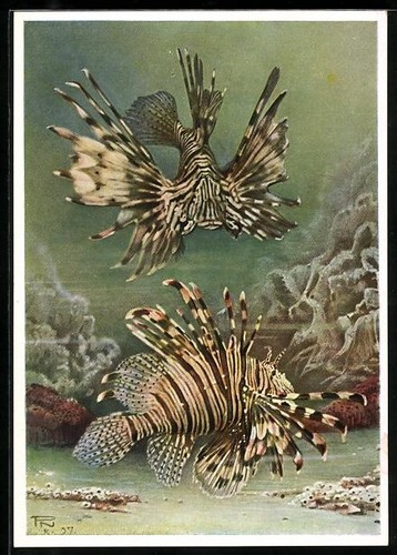Carte postale artiste - postale, d'artiste