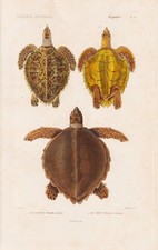 Testudo Caretta Tortues Turtles Reptiles Acier Cuvier 1849