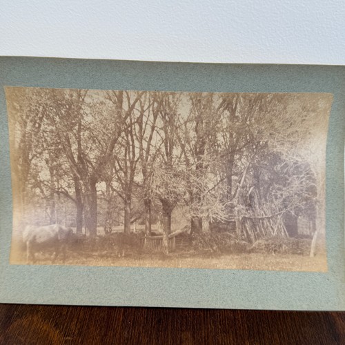 Photo albumine contrecollée