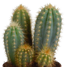 Cereus-Mischung De 3 Divers