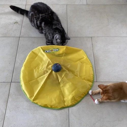 Jouet pour chat jeu - jouet, imitation