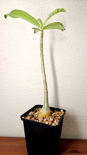 Adenium swazicum live - swazicum, ➡️live