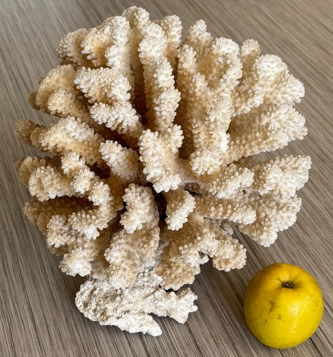 Corail blanc ancien - corail,