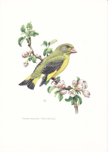 Planche histoire naturelle - 12,