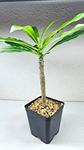 Pachypodium