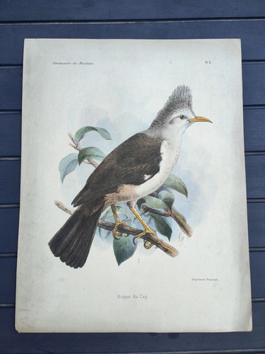 Lithographie ancienne xixe - ancienne,