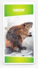 Carte Cartatoto - Castor