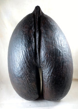 Cabinet Curiosité - COCO de