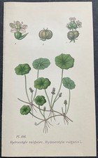 Botanique Hydrocotyle vulgaire