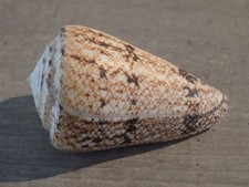 Coquillage : NEW CONIDAE CONUS