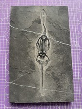 Reptile marin-🦎Fossile