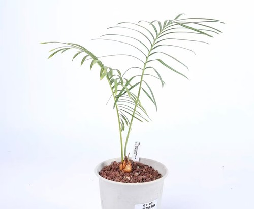 Pot 5cm rare - pot, 13.5cm