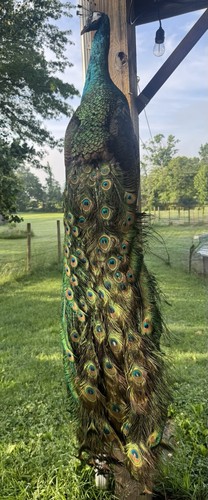 Beautiful peacock taxidermy - beautiful,