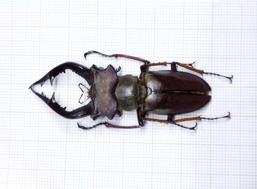 Lucanus gradivus vietnam - -,