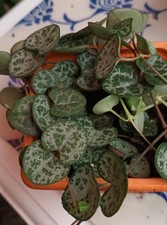 Céropégia Woodii  bien fourni