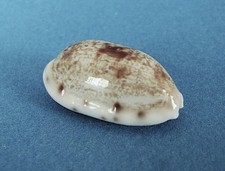 Cypraea pellucens pellucens