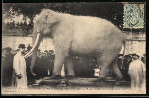 Cpa tours elephant - cpa,