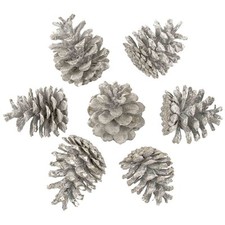 Pommes de pin blanchies - 1 kg