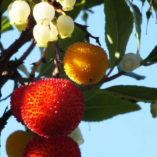 Arbutus unedo arbousier - unedo,