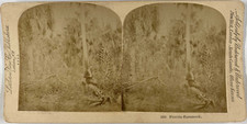 Underwood, Stéréo, Florida Hammock Vintage stereo card,  Tirage albuminé  8,
