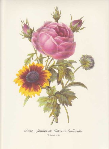 Rose roses gallardia - rose,