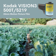 2 Rolls - Kodak Vision 3 500T