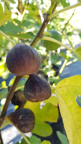 Ficus carica brown - carica, turkey'