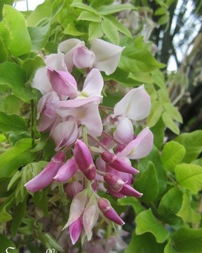 Glycine japon rosea - ♫, du