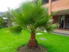 30 graines-WASHINGTONIA ROBUSTA-Palmier résistant.