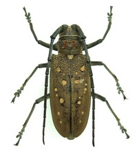 Long Horn Beetle Batocera