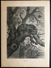 Gravure sur bois, chasse, Friedrich Specht, chat sauvage, chats, chats sauvages, 