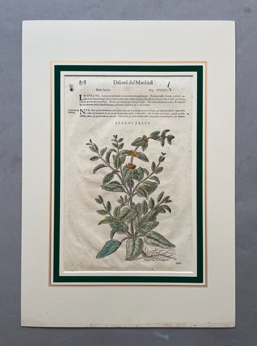 Gravure botanique - gravure, botanique,