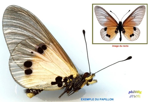 Nymphalidae acraea igati - nymphalidae,