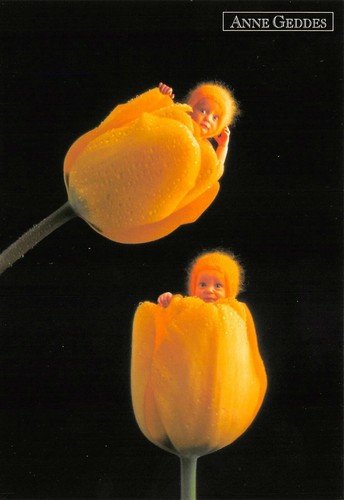 Carte postale anne geddes - carte,