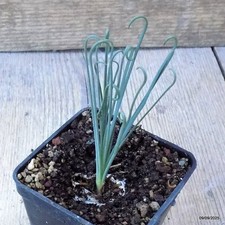 D6340 albuca spiralis - d6340,