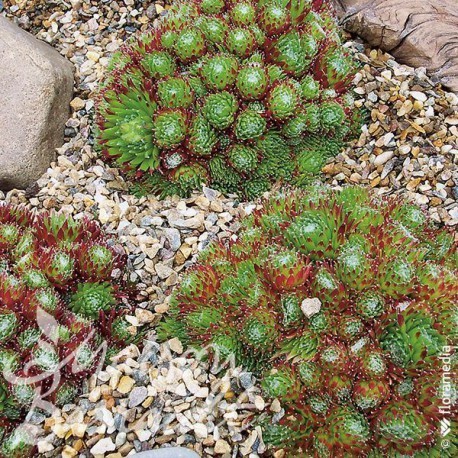 Sempervivum montanum - sempervivum, x