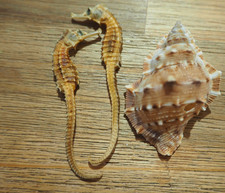 Rare Lot 3 Coquillage de Mer