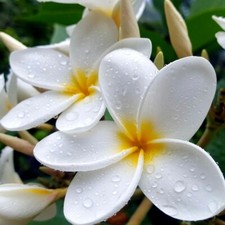 Plumeria rubra - plumeria, (white)/