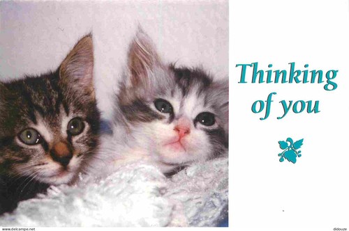 Carte postale animaux - carte,