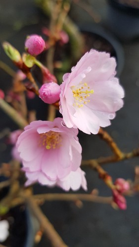 Prunus accolade cerisier - 'accolade', /