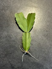 Bouture schlumbergera x