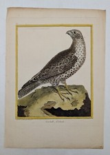 Gravure originale – rapace – Gerfaut d'Islande – Martinet & Buffon, circa 1770